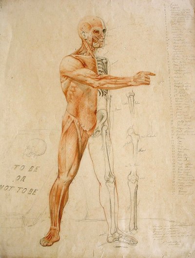 Anatomical Drawing by Jules Le Chevrel